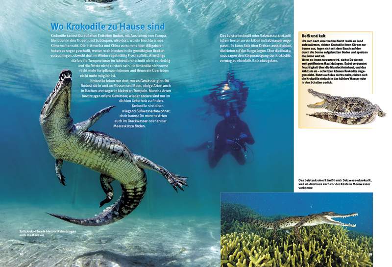 Preview: Entdecke die Krokodile